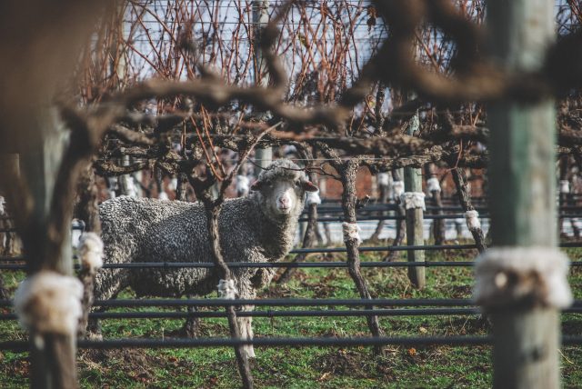 How Margaret River winemakers are protecting the ‘textbook perfect’ region